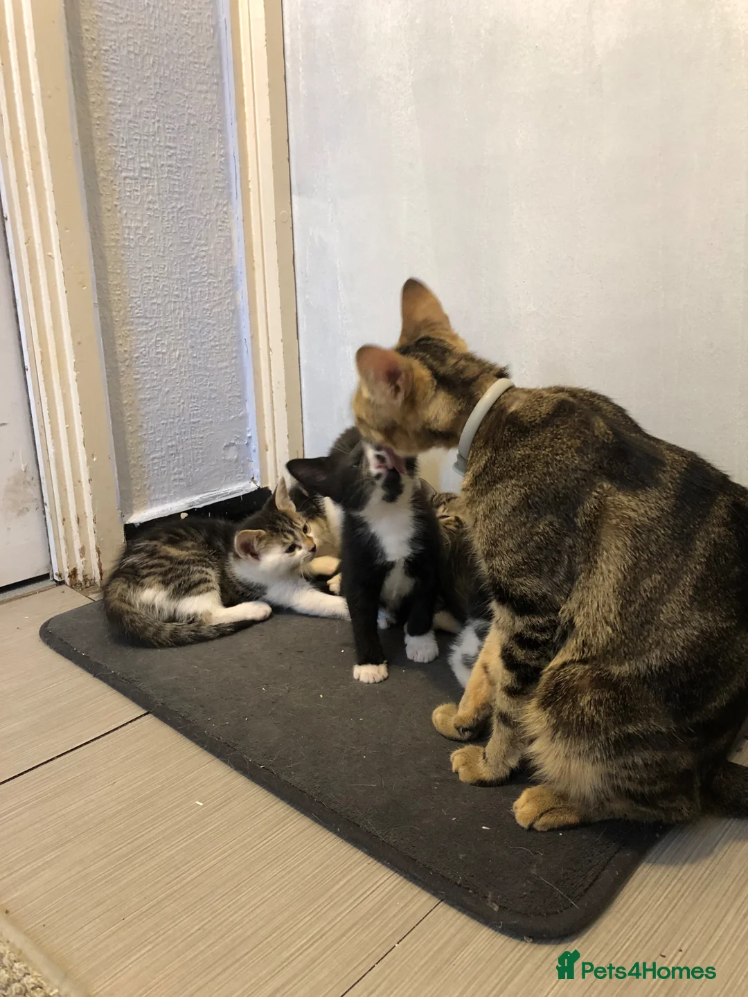 Domestic Shorthair cats for sale: Lovely kittens  - Advert 1