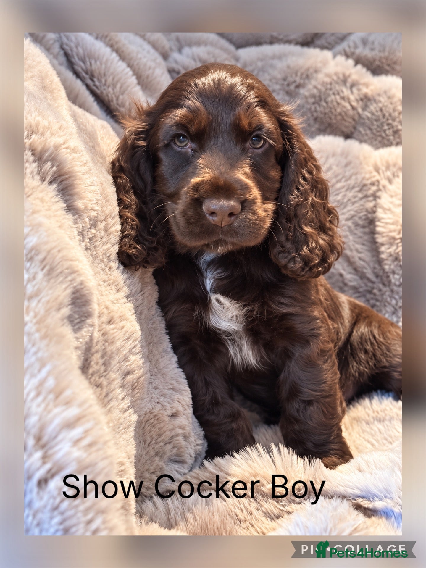 Cocker Spaniel dogs for sale: Stunning Show Cocker Spaniel Boy ready now - Advert 1