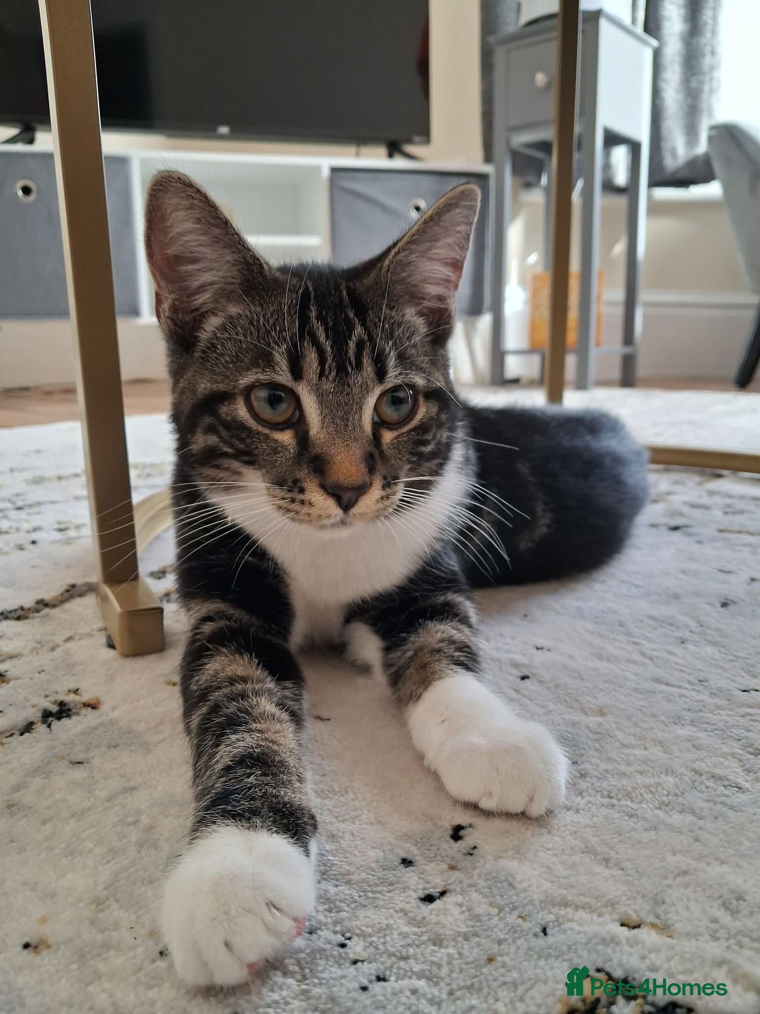 Maine Coon cats Kittens for adoption asap!! - Advert 12