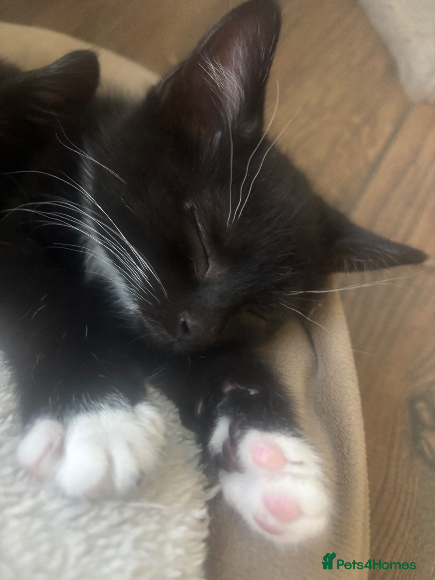 Mixed Breed cats Beautiful kitten for sale - Advert 7