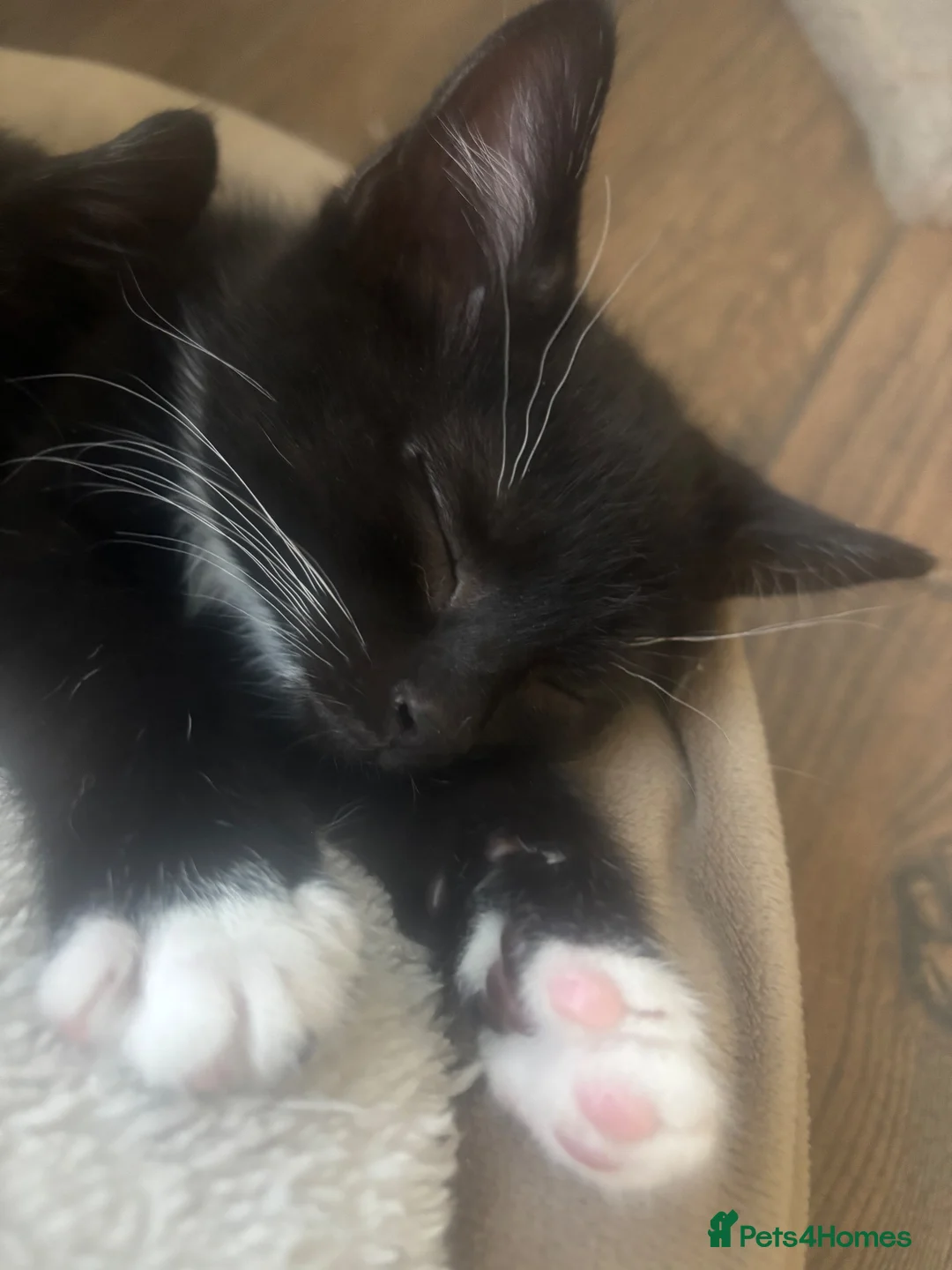 Mixed Breed cats for sale: Beautiful kitten for sale - Advert 1