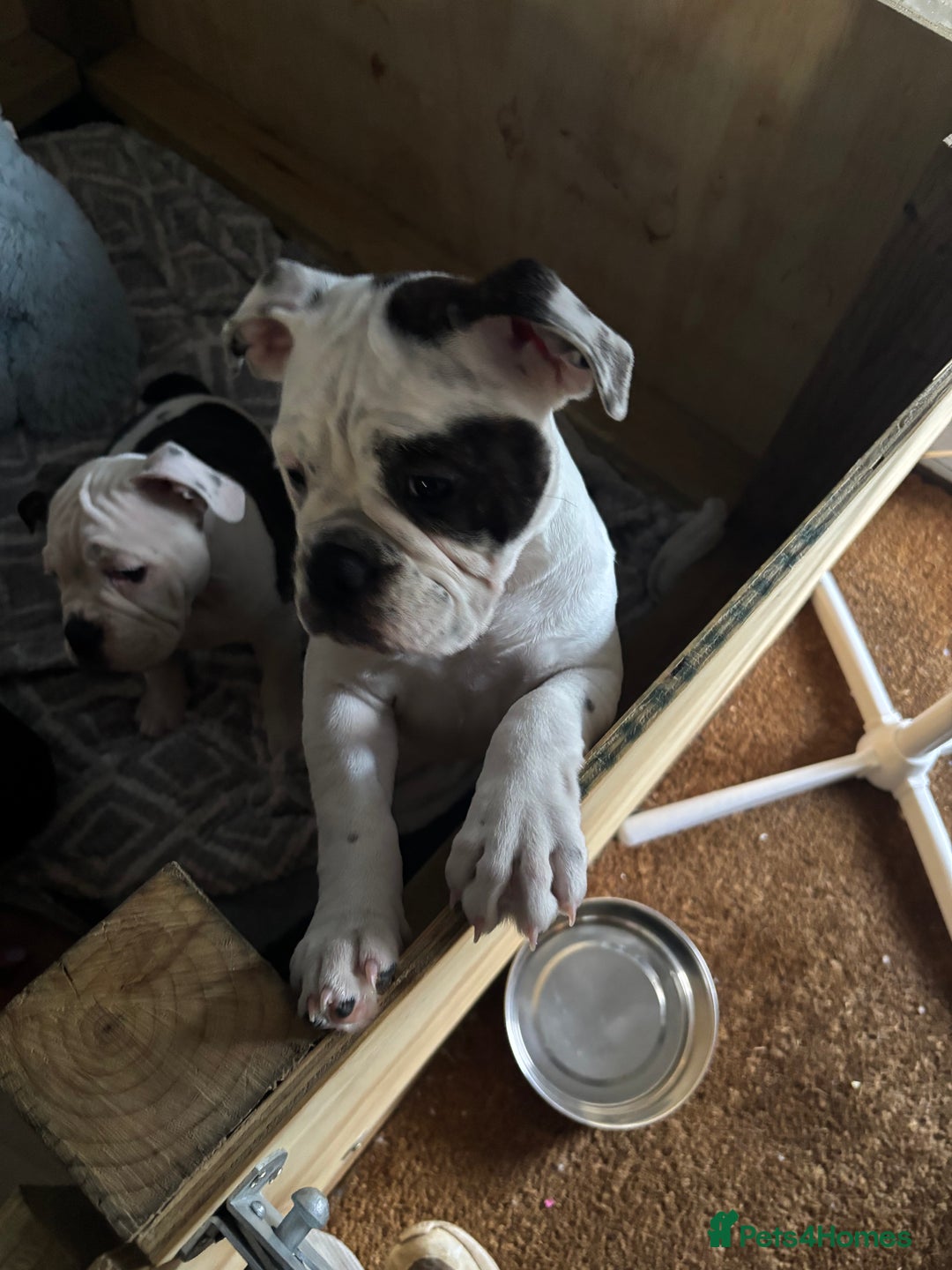 Olde English Bulldogge dogs for sale: LAST BABY GIRL both jabs microchipped pricedrop - Image 7