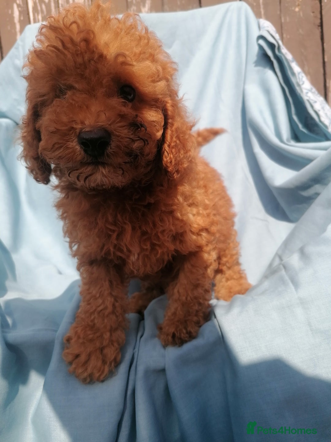 Miniature Poodle dogs for sale: Miniature poodles  - Image 4