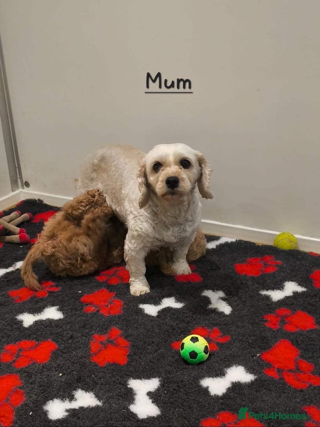 Cavachon dogs for sale: Beautiful Cavapoochon boy and girl  - Advert 3