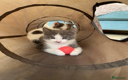 Mixed Breed cats for sale: 2 kittens, boys - Image 6
