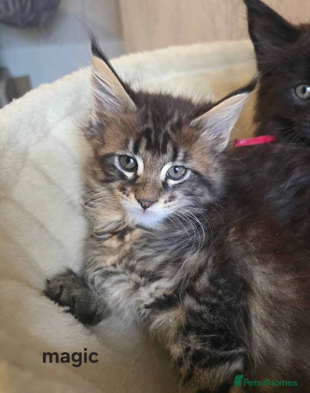 Maine Coon cats for sale: Maine Coon Kittens Polydactyl Russian line - Image 7