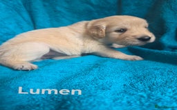 Goldador dogs for sale: Goldador Puppy 5 - Kitanas puppies  - Image 19