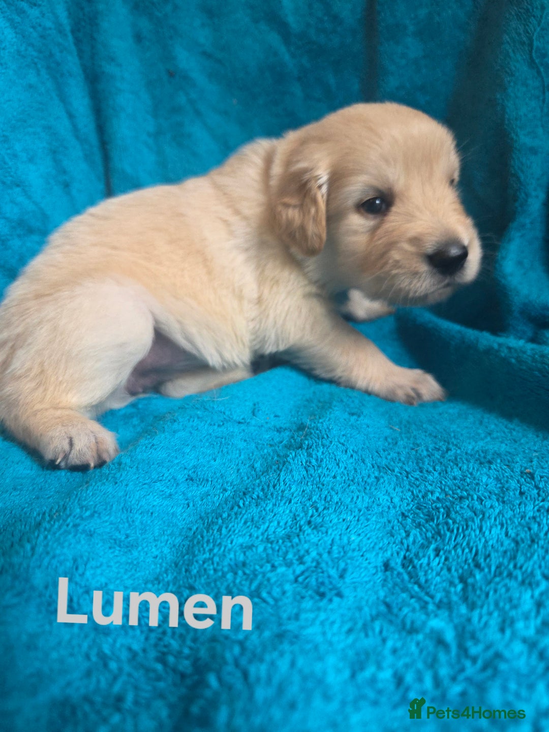 Goldador dogs for sale: Goldador Puppy 5 - Kitanas puppies  - Image 19