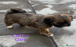 Lhasa Apso dogs for sale: Two Adorable KC Reg Puppies GPRA4 Clear - Image 16
