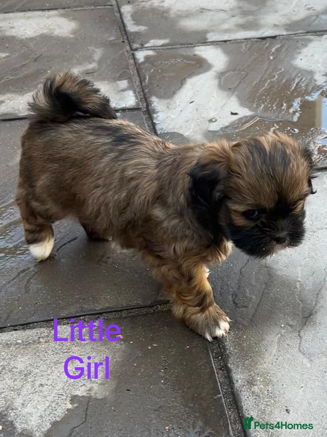 Lhasa Apso dogs for sale: Two Adorable KC Reg Puppies GPRA4 Clear - Image 16