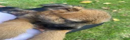 Border Terrier dogs for sale: Border-terrier  - Advert 5