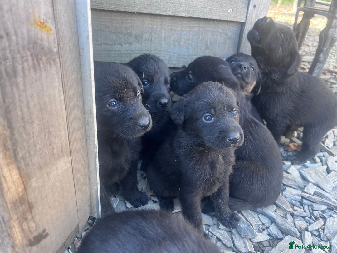 Labrador Retriever dogs for sale: Incredible repeat mating  - Image 15