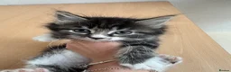 Mixed Breed cats for sale: Kittens ready to go.  - Advert 4