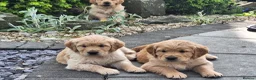 Golden Retriever dogs for sale: Beautiful litter of Golden Retriever puppies 🐶  - Advert 15