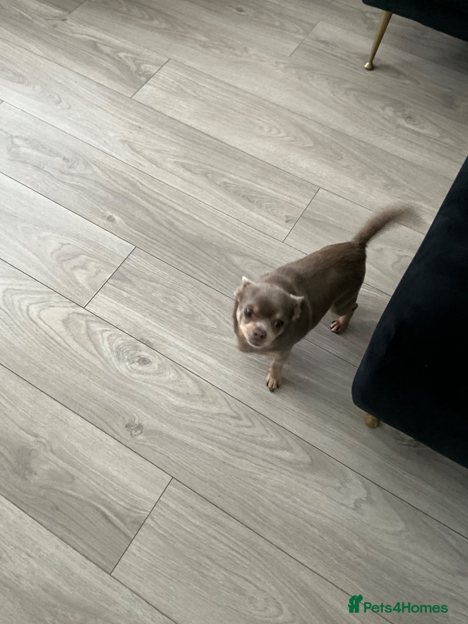 Chihuahua dogs for stud: Tiffany chihuahua for stud (proven)  - Advert 5