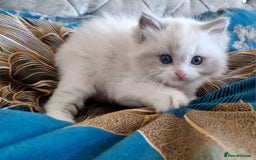 Ragdoll cats for sale: 🩷✨️WAITING LIST ExclusiveKittens💖 TICA🏆cattery - Advert 23