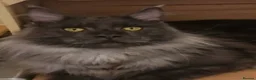 Maine Coon cats for sale: Stunning tica registered Maine coon kittens  - Advert 10