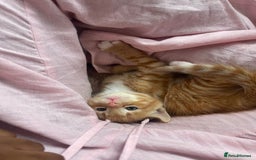 American Shorthair cats for sale: 4 male kittens for sale! - Image 10