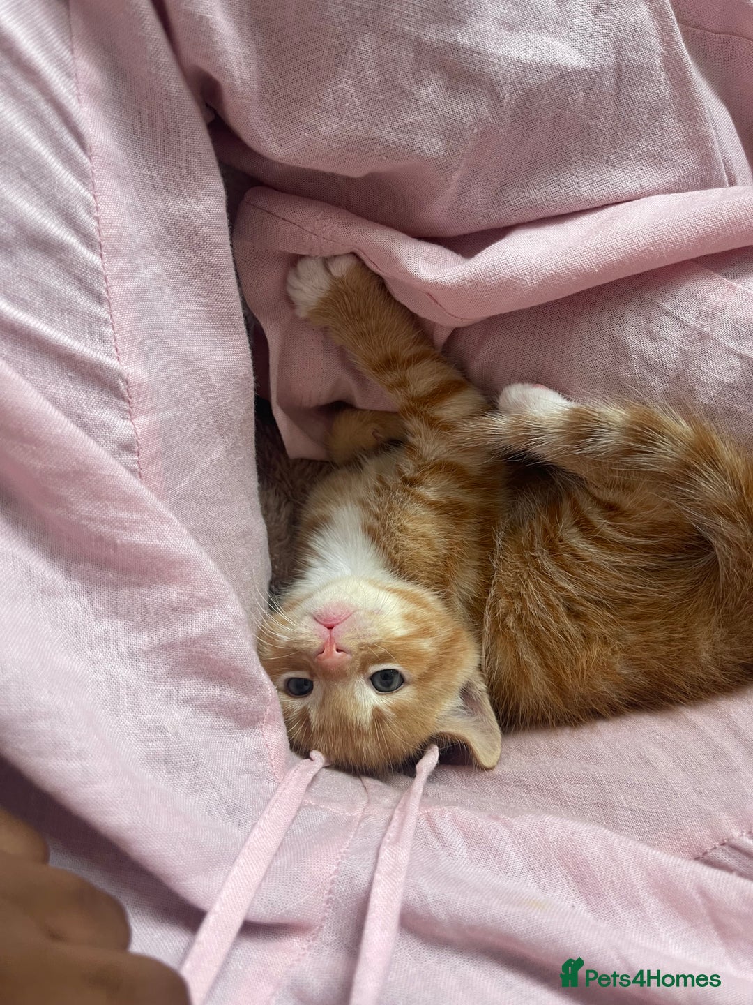 American Shorthair cats for sale: 4 male kittens for sale! - Image 10