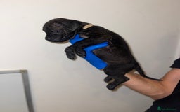 Presa Canario dogs for sale: Presa Canario Puppies for Sale - Image 15