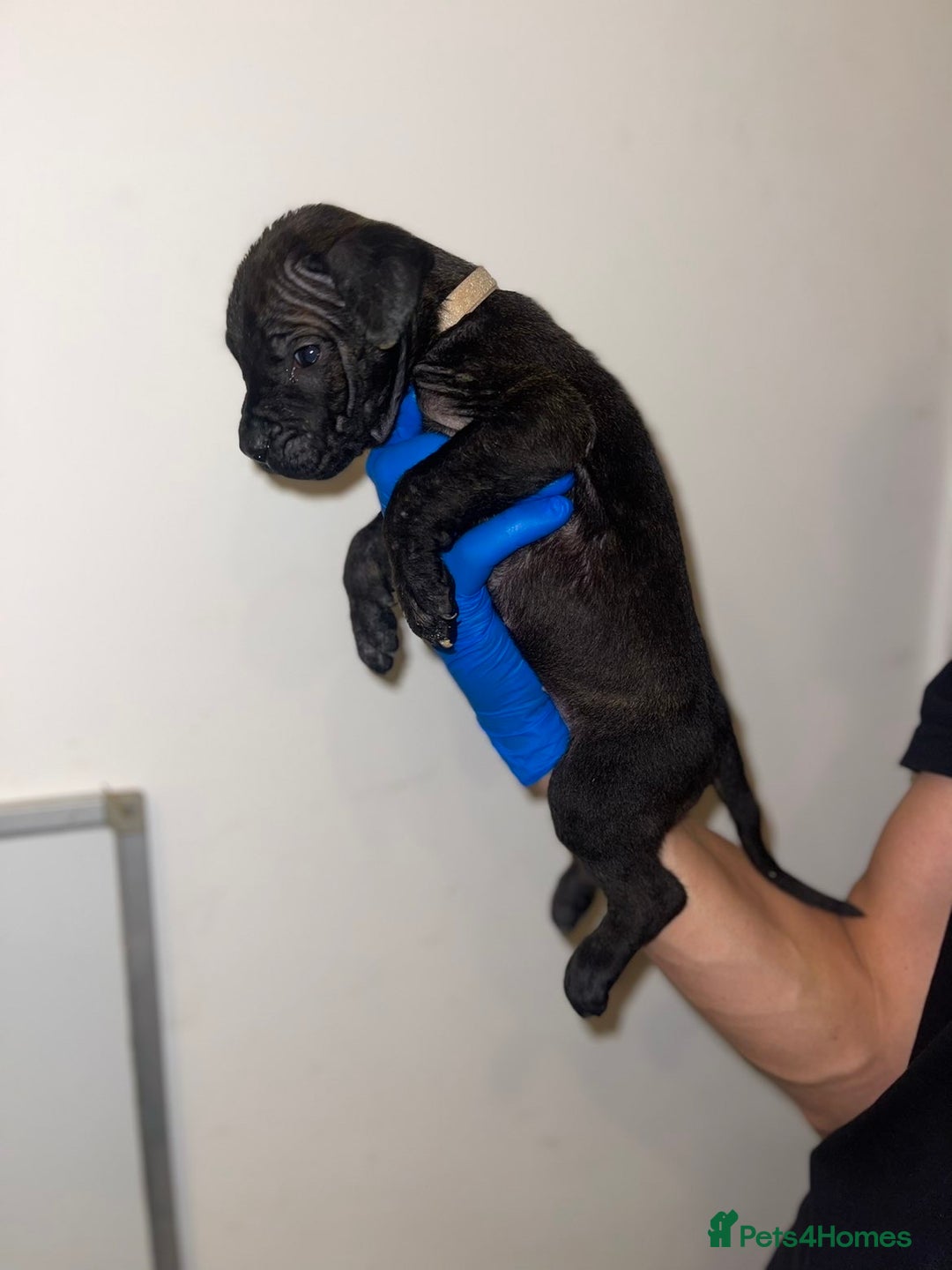 Presa Canario dogs for sale: Presa Canario Puppies for Sale - Image 15
