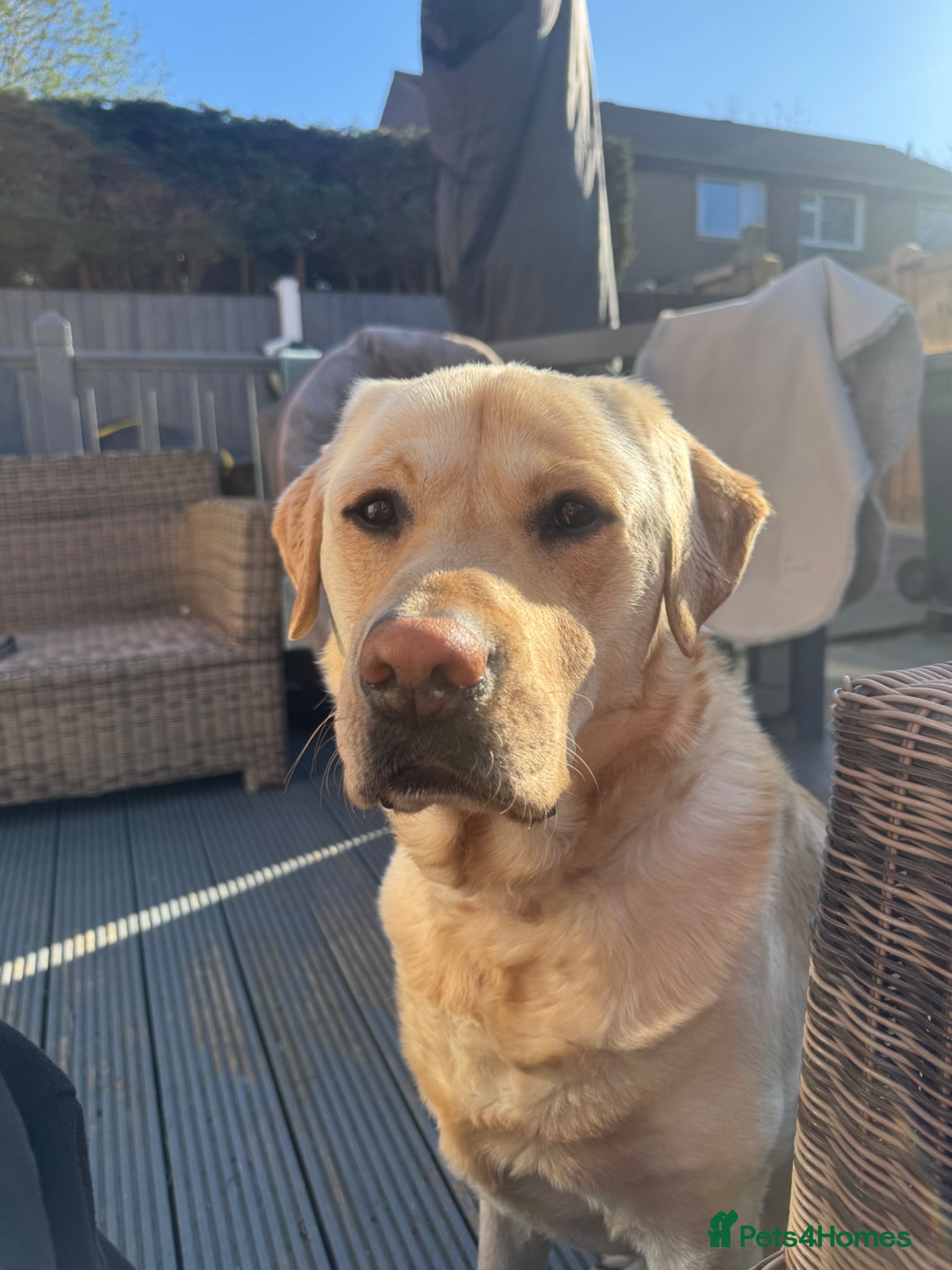Labrador Retriever dogs Looking for a female Labrador for stud. - Advert 1