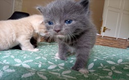 Mixed Breed cats for sale: 6 Gorgeous Kittens Looking for Forever Homes  - Image 11