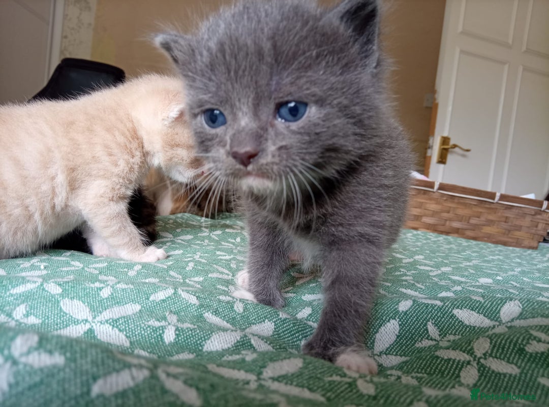 Mixed Breed cats for sale: 6 Gorgeous Kittens Looking for Forever Homes  - Image 11