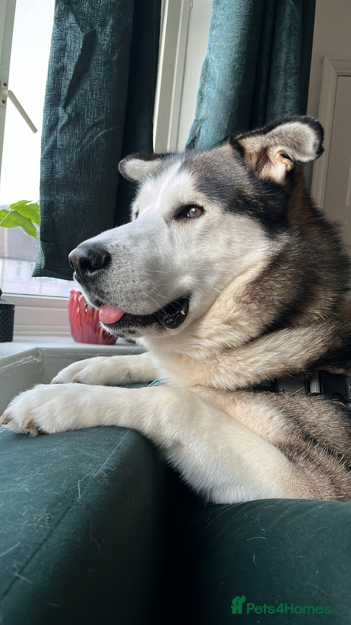 Siberian Husky dogs for sale: Husky boy looking for forever home - Advert 5