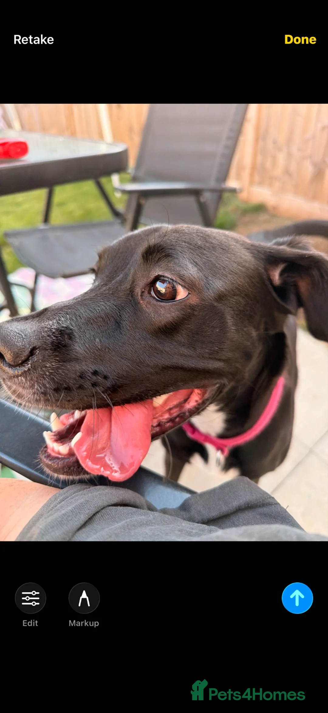 Mixed Breed dogs for sale: Needing to rehome Mavis - Advert 2