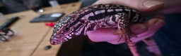 Lizard reptiles for sale: Young Red Tegu For Sale to right buyer - Advert 1