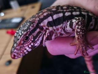 Lizard reptiles Young Red Tegu For Sale to right buyer - Advert 14