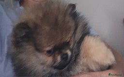 Pomeranian dogs for sale: Teddy bear faced pom  - Image 7