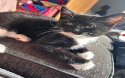Mixed Breed cats for sale: 2 male kittens - Image 1