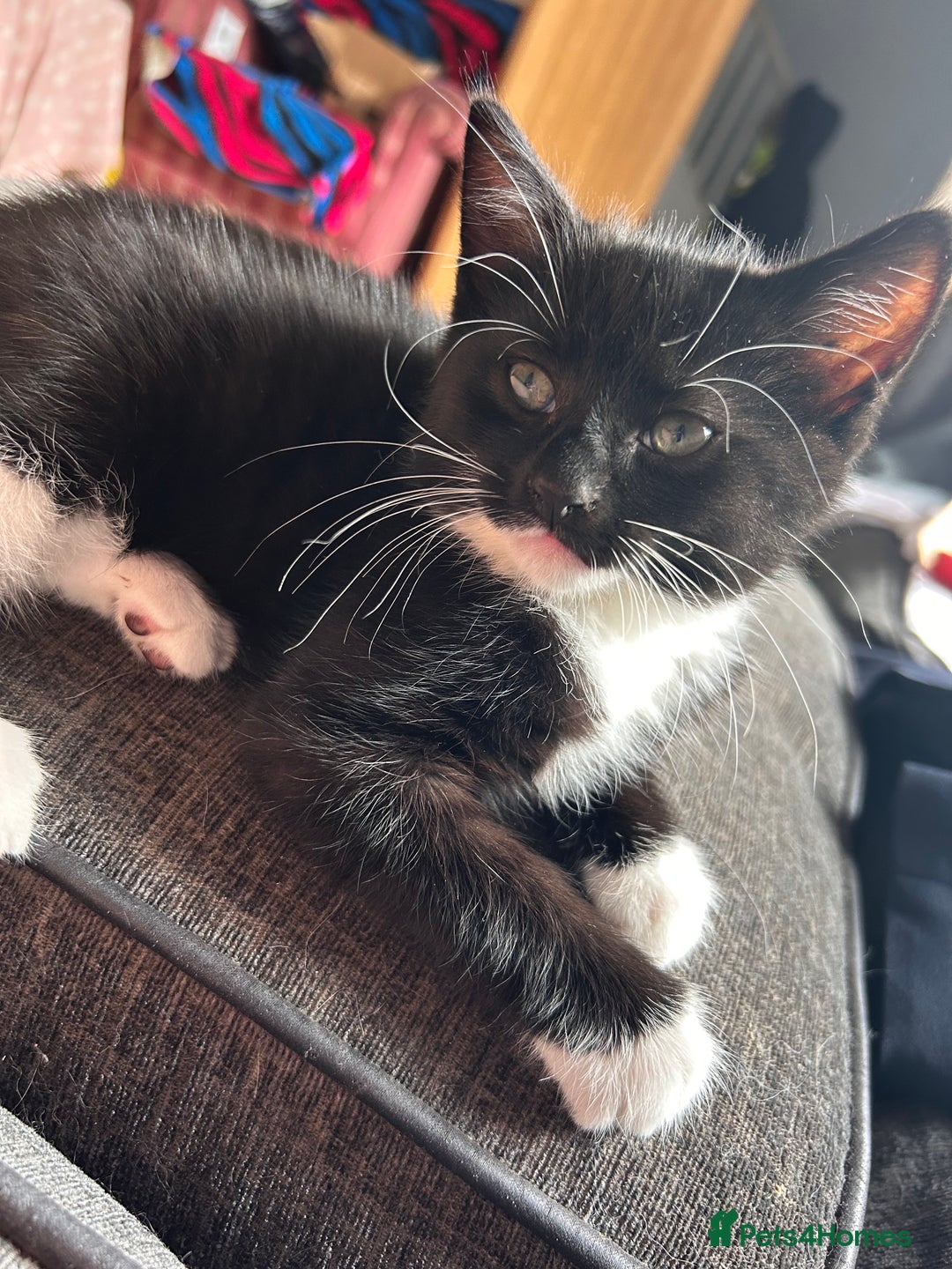 Mixed Breed cats for sale: 2 male kittens - Image 1