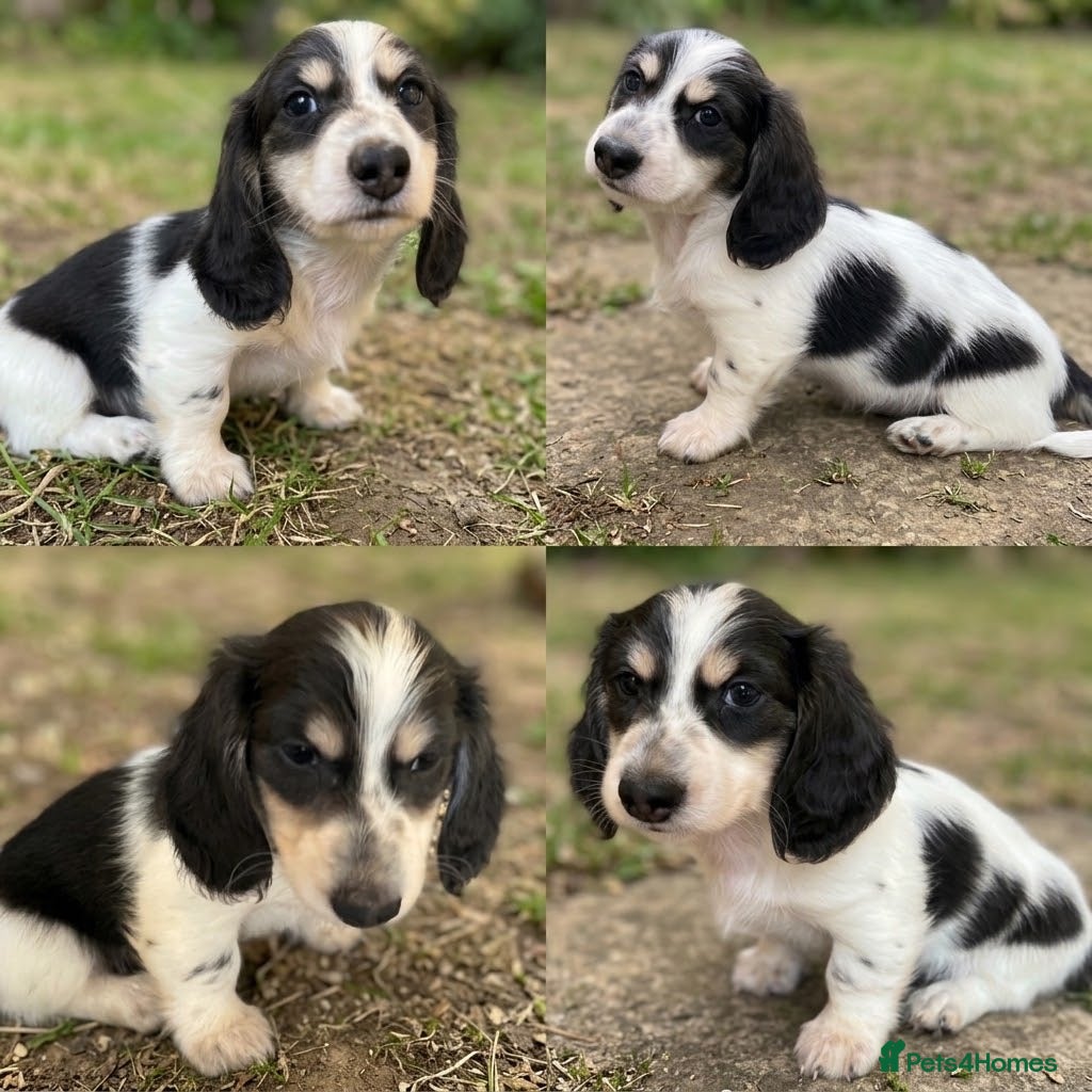 Miniature Dachshund dogs Blue&Cream Piebald Long Haired Miniature Dachshund - Advert 6