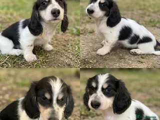 Miniature Dachshund dogs Blue&Cream Piebald Long Haired Miniature Dachshund - Advert 6