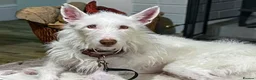 Ibizan Hound dogs for adoption: Babu - Spanish Podenco  in Doncaster - Advert 1