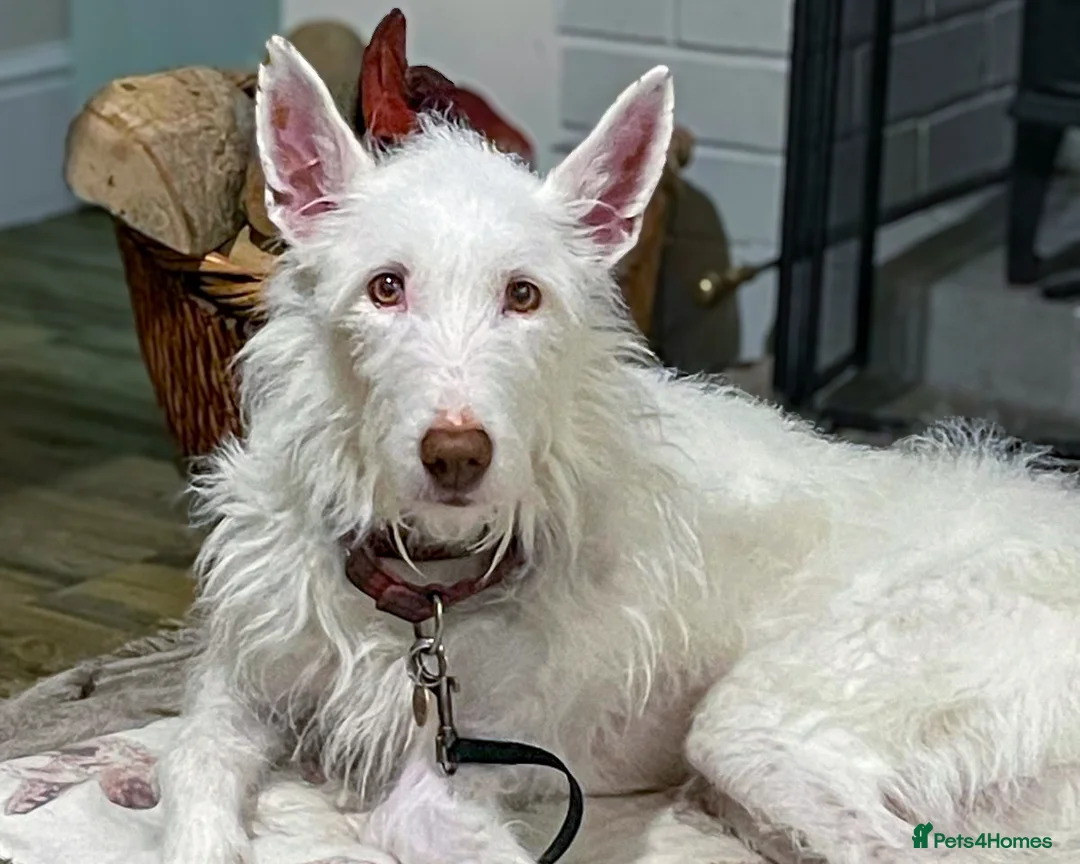 Ibizan Hound dogs for adoption: Babu - Spanish Podenco  in Doncaster - Advert 1