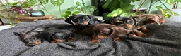 Dachshund dogs for sale: Full Pedigree Dachshund ❤️🧡💚🩵 - Advert 16