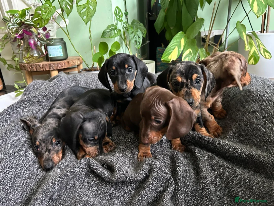 Dachshund dogs for sale: Full Pedigree Dachshund ❤️🧡💚🩵 - Advert 16