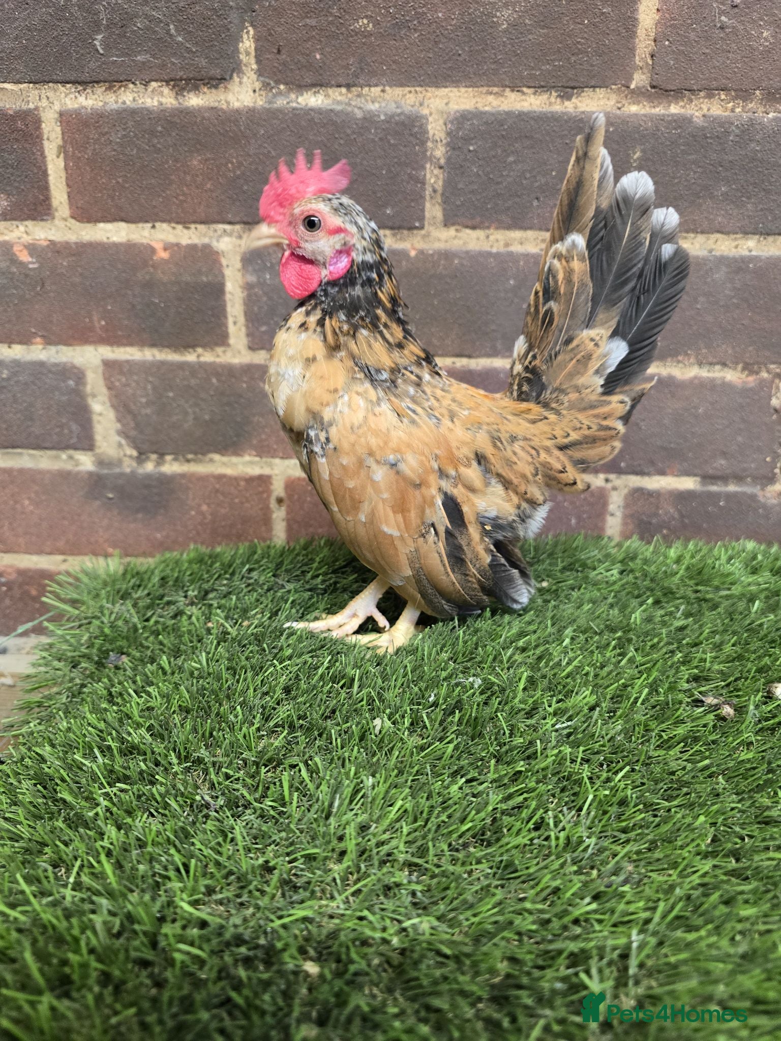 Chickens poultry Serama Cockerels  - Advert 17