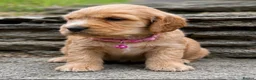 Cocker Spaniel dogs for sale: Show type/ parents DNA tested Cocker Spaniel pups! - Advert 4