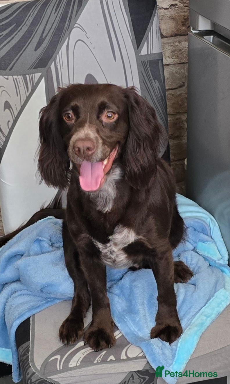Cocker Spaniel dogs Miss luna  - Advert 1