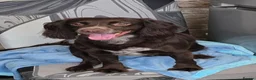 Cocker Spaniel dogs for stud: Miss luna  - Advert 1