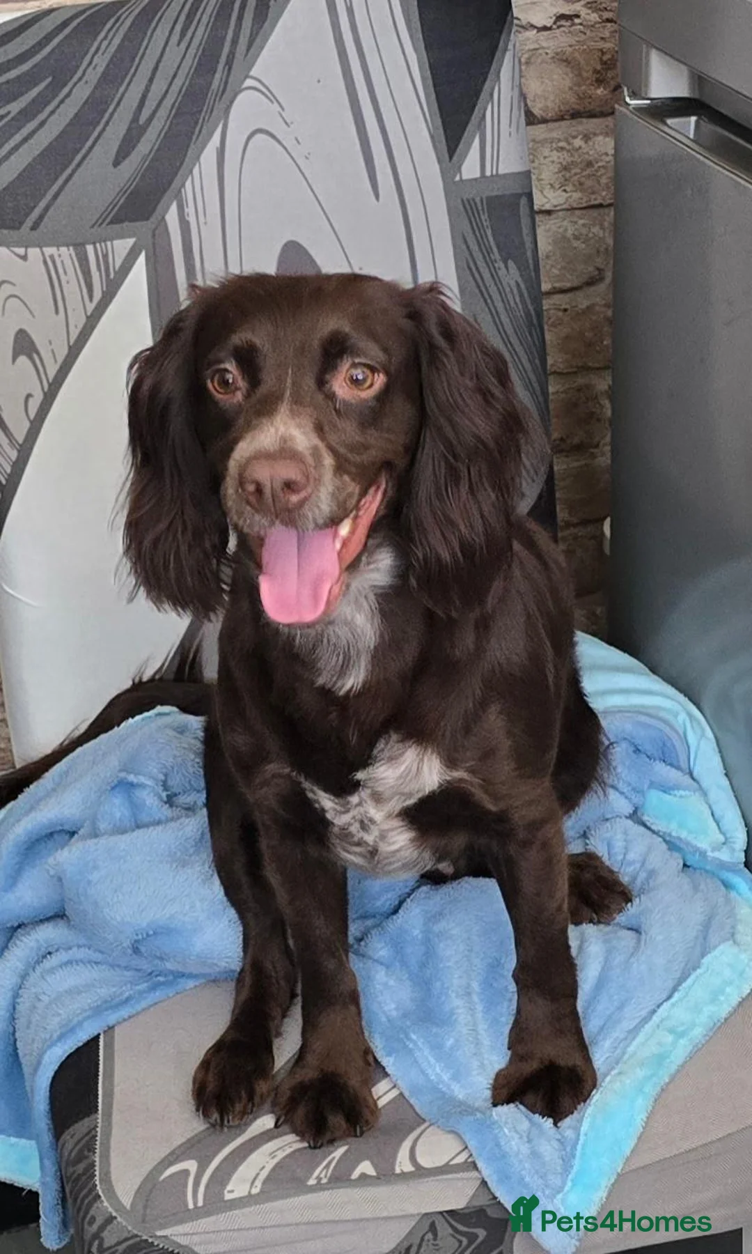 Cocker Spaniel dogs for stud: Miss luna  - Advert 1