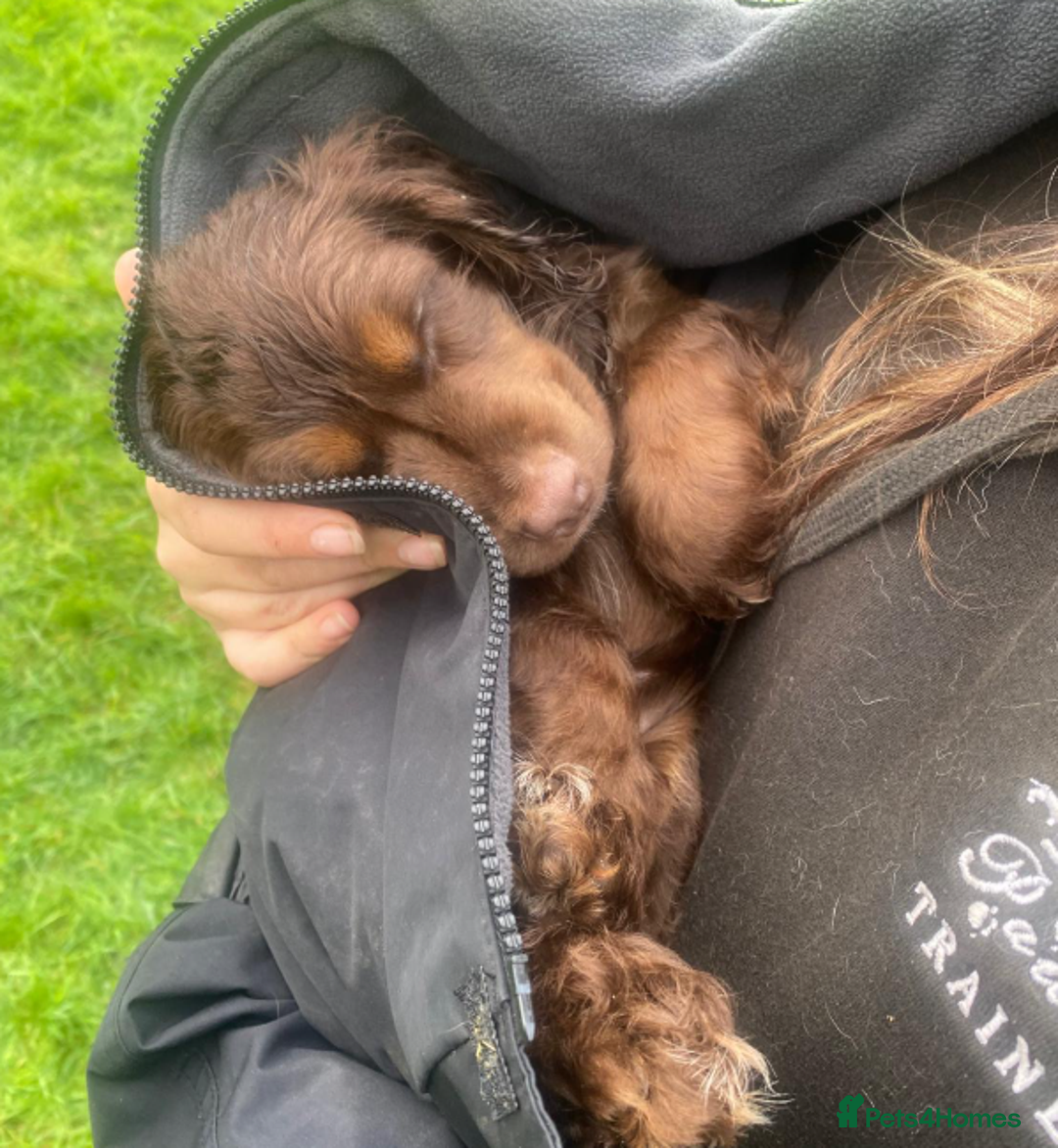 Cocker Spaniel dogs for sale: Advanced Trained Cocker Spaniels  - Advert 2