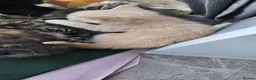 Mixed Breed cats for sale: Mainecoon bloodline  - Advert 13