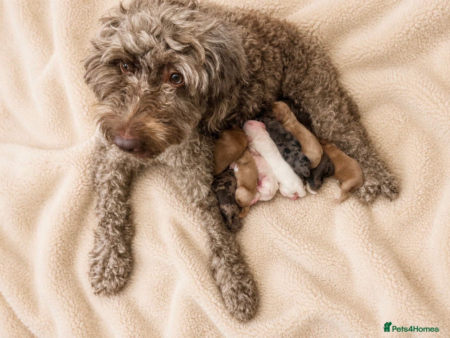 Cockapoo dogs Merles Blondes Apricots F2 Cockapoo Puppies  - Advert 2