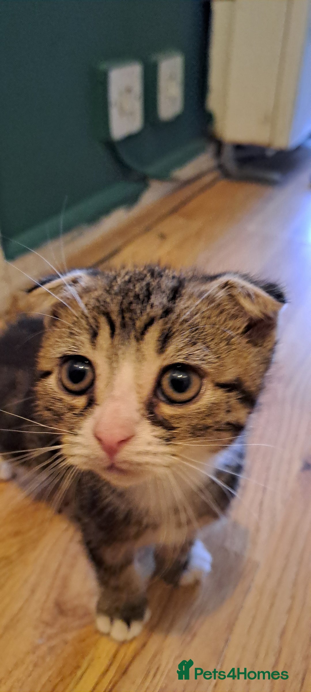 Scottish Fold cats for sale: Scottish fold/straight kittens and their mum - Image 13
